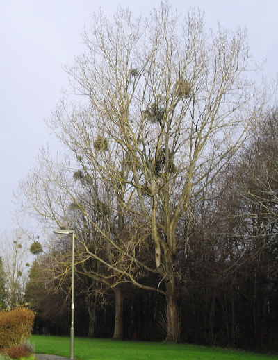 trees with blobs in them
